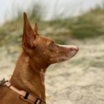 Podenco Maneto Jara, 06/2022, ca. 35 cm, 24598 Boostedt