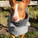 Podenco Maneto Jara, 06/2022, ca. 35 cm, 24598 Boostedt