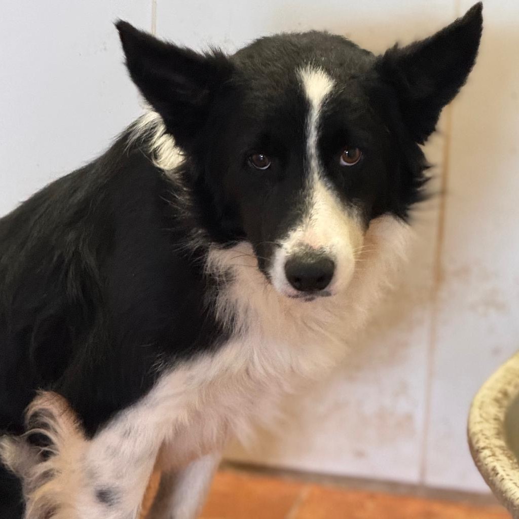 Border Collie Jasper, 11/2021, ca. 55 cm