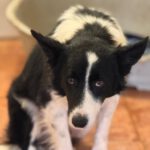 Border Collie Jasper, 11/2021, ca. 55 cm