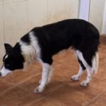 Border Collie Jasper, 11/2021, ca. 55 cm