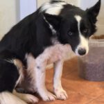 Border Collie Jasper, 11/2021, ca. 55 cm