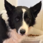 Border Collie Jasper, 11/2021, ca. 55 cm