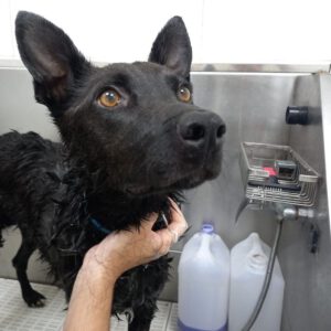 Mischling Jenny, 09/2021, ca. 60 cm