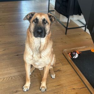 Malinois Mischling Jimmy, 09/2022, ca. 55 cm, 52399 Merzenich