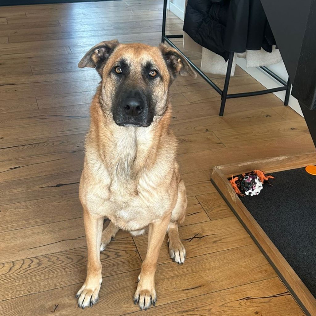 Malinois Mischling Jimmy, 09/2022, ca. 55 cm, 52399 Merzenich