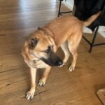 Malinois Mischling Jimmy, 09/2022, ca. 55 cm, 52399 Merzenich