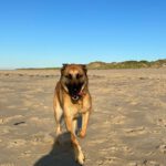 Malinois Mischling Jimmy, 09/2022, ca. 55 cm, 52399 Merzenich