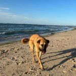 Malinois Mischling Jimmy, 09/2022, ca. 55 cm, 52399 Merzenich