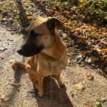 Malinois Mischling Jimmy, 09/2022, ca. 55 cm, 52399 Merzenich