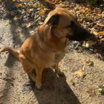 Malinois Mischling Jimmy, 09/2022, ca. 55 cm, 52399 Merzenich