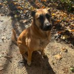 Malinois Mischling Jimmy, 09/2022, ca. 55 cm, 52399 Merzenich