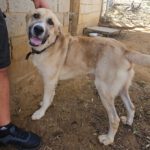 Mastin Mischling Jimmy, 04/2020, ca. 63 cm