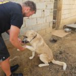 Mastin Mischling Jimmy, 04/2020, ca. 63 cm