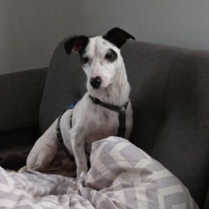 Bodeguero Mischling Jose, 03/2021, ca. 25 cm,89343 Jettingen-Scheppach