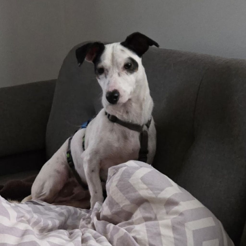 Bodeguero Mischling Jose, 03/2021, ca. 25 cm,89343 Jettingen-Scheppach