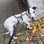 Bodeguero Mischling Jose, 03/2021, ca. 25 cm,89343 Jettingen-Scheppach