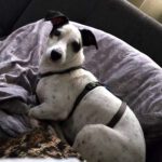 Bodeguero Mischling Jose, 03/2021, ca. 25 cm,89343 Jettingen-Scheppach