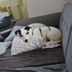 Bodeguero Mischling Jose, 03/2021, ca. 25 cm,89343 Jettingen-Scheppach