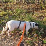 Bodeguero Mischling Jose, 03/2021, ca. 25 cm,89343 Jettingen-Scheppach