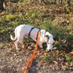 Bodeguero Mischling Jose, 03/2021, ca. 25 cm,89343 Jettingen-Scheppach