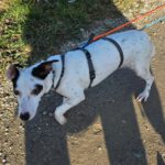 Bodeguero Mischling Jose, 03/2021, ca. 25 cm,89343 Jettingen-Scheppach