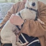 Bodeguero Mischling Jose, 03/2021, ca. 25 cm,89343 Jettingen-Scheppach