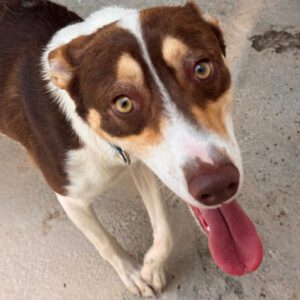 Mischling Joshua, 06/2024, ca. 50 cm