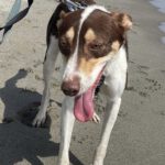 Mischling Joshua, 06/2024, ca. 50 cm