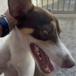 Mischling Joshua, 06/2024, ca. 50 cm