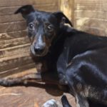 Bodeguero Mischling Juanita, 03/2021, ca.45 cm