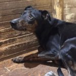 Bodeguero Mischling Juanita, 03/2021, ca.45 cm