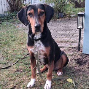 Mischling Jule, 02/2023, ca. 50 cm, 16515 Oranienburg