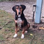 Mischling Jule, 02/2023, ca. 50 cm, 16515 Oranienburg