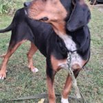 jMischling Jule, 02/2023, ca. 50 cm, 16515 Oranienburg