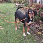 Mischling Jule, 02/2023, ca. 50 cm, 16515 Oranienburg