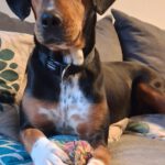 Mischling Jule, 02/2023, ca. 50 cm, 16515 Oranienburg