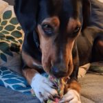 Mischling Jule, 02/2023, ca. 50 cm, 16515 Oranienburg