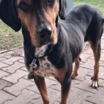 Mischling Jule, 02/2023, ca. 50 cm, 16515 Oranienburg