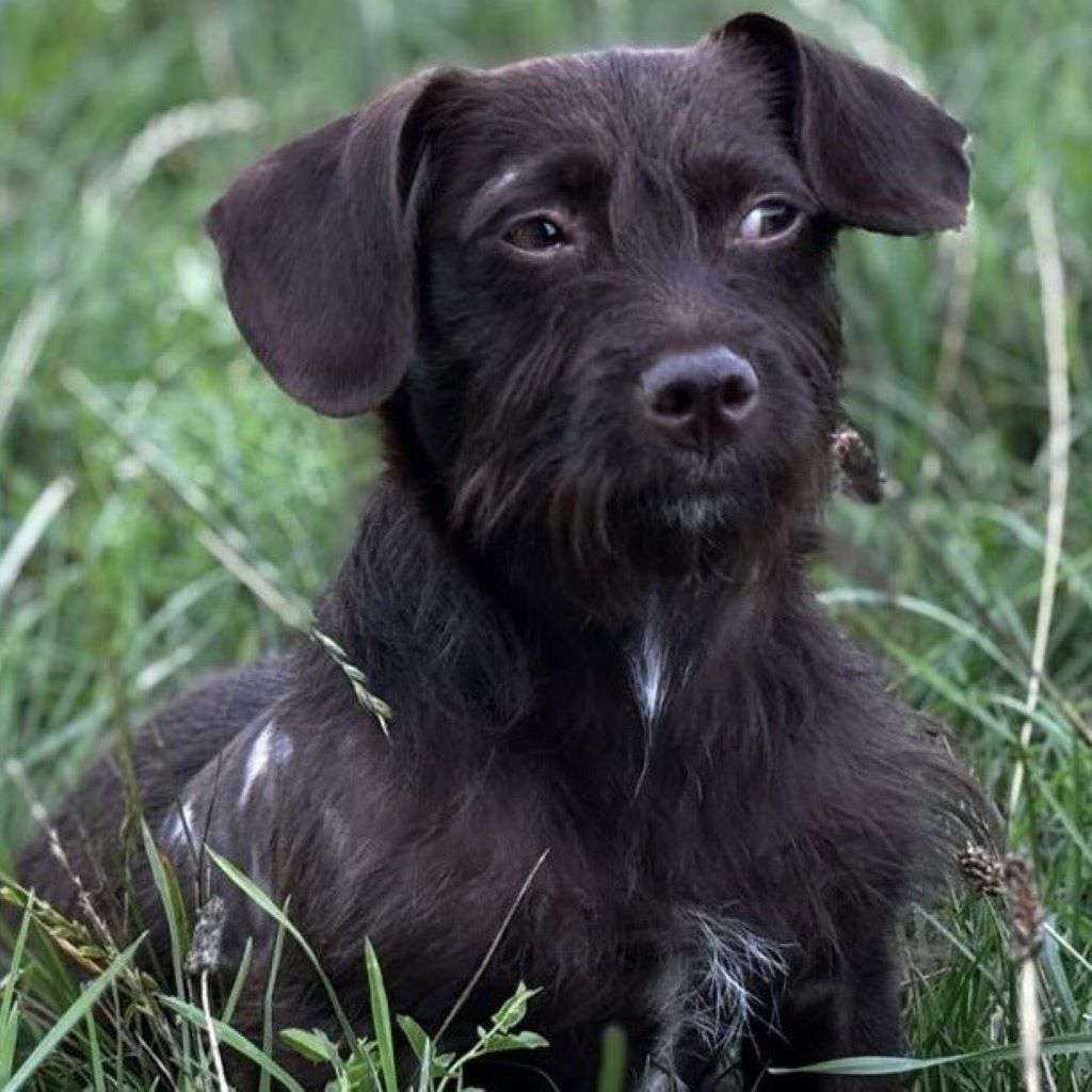 Mischling Kaktus, 01/2025, Endgröße ca. 30 cm, 61381 Friedrichsdorf