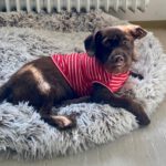 Mischling Kaktus, 01/2025, Endgröße ca. 30 cm, 61381 Friedrichsdorf