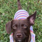 Mischling Kaktus, 01/2025, Endgröße ca. 30 cm, 61381 Friedrichsdorf