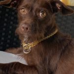 Mischling Kaktus, 01/2025, Endgröße ca. 30 cm, 61381 Friedrichsdorf