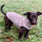 Mischling Kaktus, 01/2025, Endgröße ca. 30 cm, 61381 Friedrichsdorf