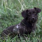 Mischling Kaktus, 01/2025, Endgröße ca. 30 cm, 61381 Friedrichsdorf