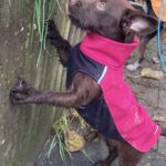 Mischling Kaktus, 01/2025, Endgröße ca. 30 cm, 61381 Friedrichsdorf