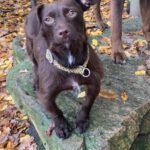 Mischling Kaktus, 01/2025, Endgröße ca. 30 cm, 61381 Friedrichsdorf