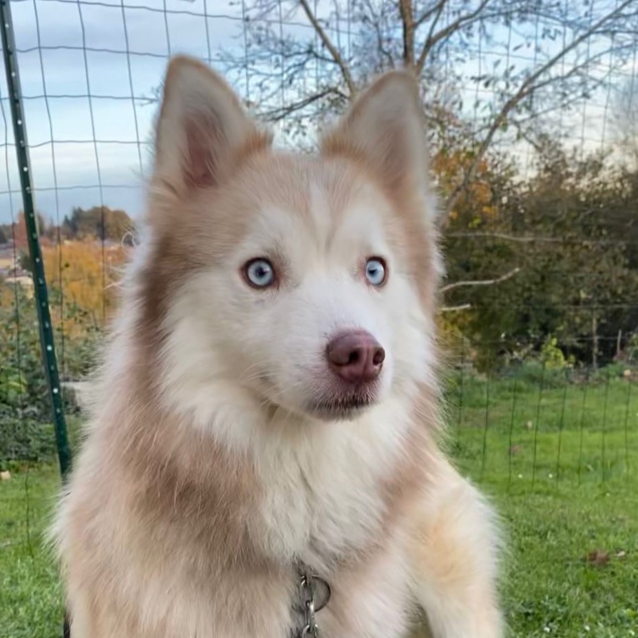 Pomsky Kay, 09/2024, ca. 40 cm, 94086 Bad Griesbach im Rottal