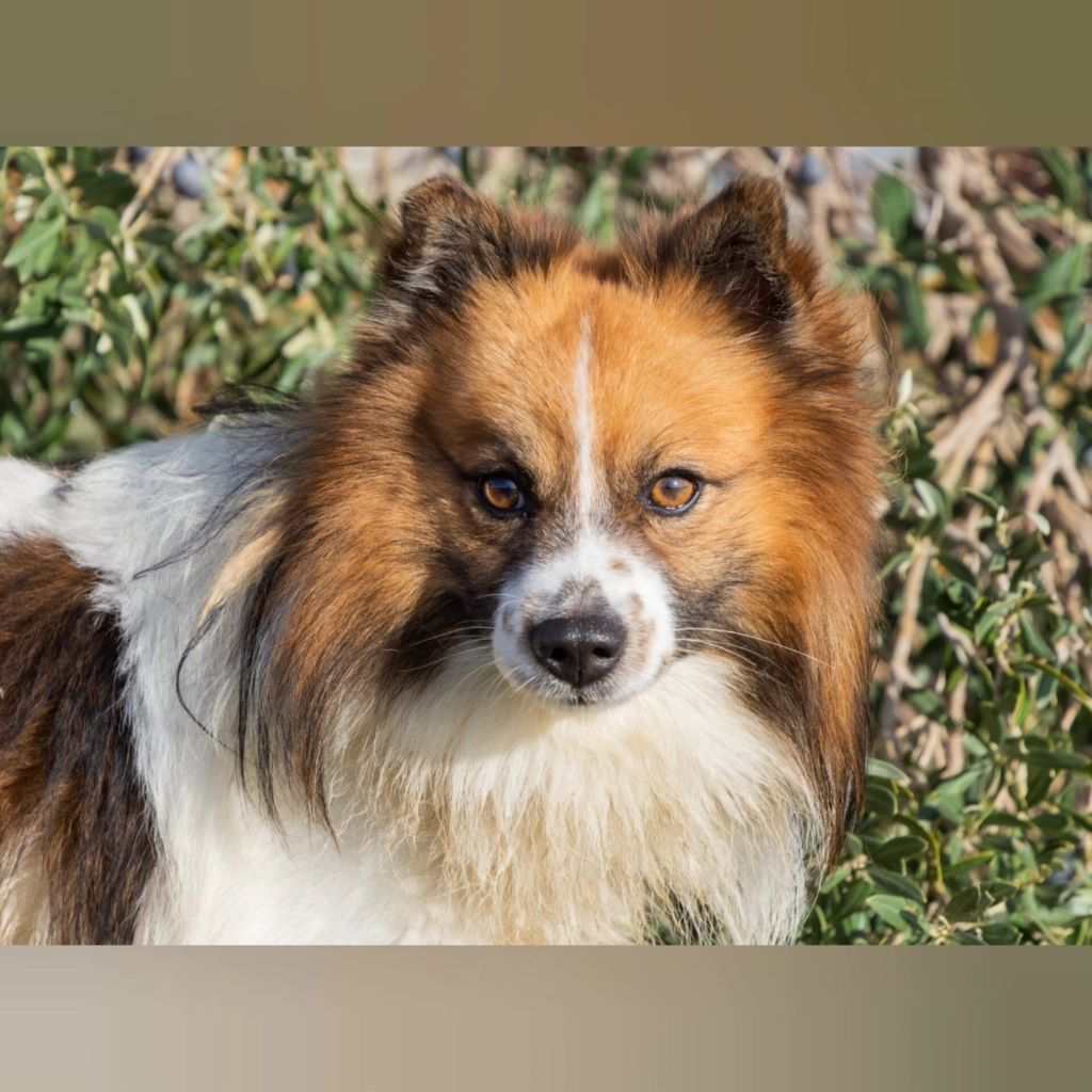 Mischling Kirik, 02/2022, ca. 42 cm