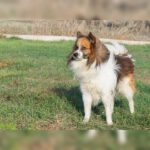 Mischling Kirik, 02/2022, ca. 42 cm